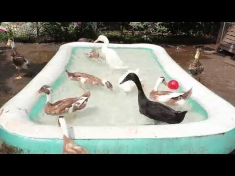 Youtube: Runner ducks playing with a red ball in their pool