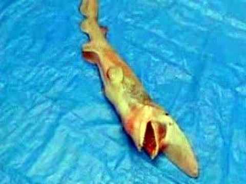 Youtube: Prehistoric Shark found again