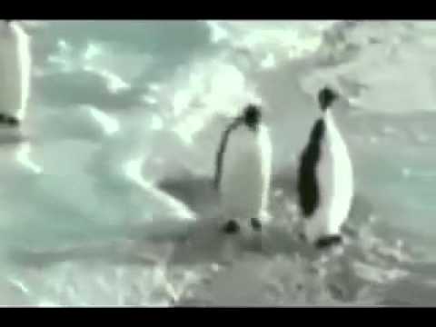 Youtube: Pinguin gibt Pinguin eine Schelle