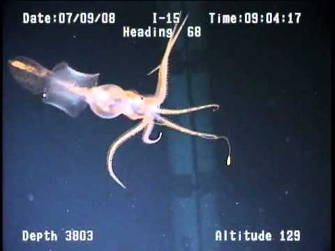 Youtube: Two Grimalditeuthis bonplandi specimens observed in the Gulf of Mexico