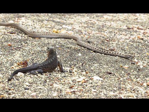 Youtube: Iguane VS serpents : tension maximale - ZAPPING SAUVAGE