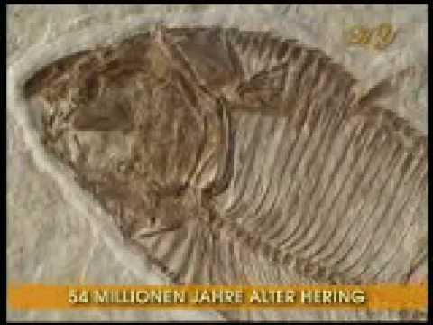 Youtube: Fossilienfunde einstimmig: Es gab keine Evolution !!!