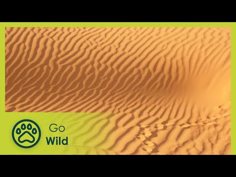 Youtube: Mystery of the Fairy Circles - Go Wild