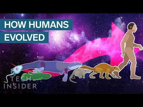 Youtube: Incredible Animation Shows How Humans Evolved From Early Life