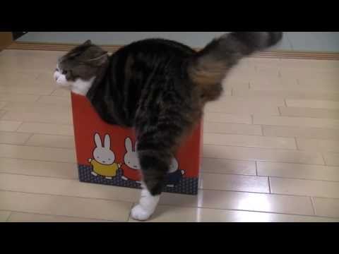 Youtube: いろいろな小さ過ぎる箱とねこ。-Many too small boxes and Maru.-