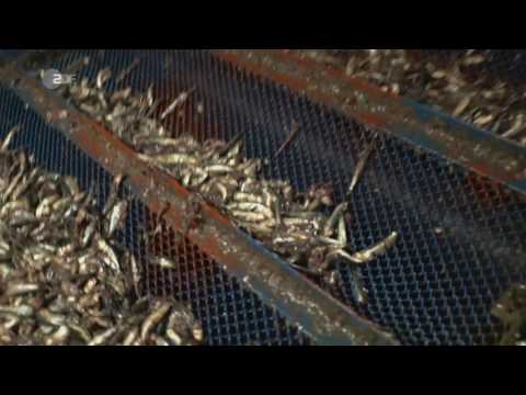 Youtube: Fisch aus der Massenzucht - Dramatische Folgen für die Umwelt ZDF Frontal 21