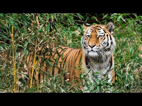 Youtube: Die Sprache der Tiere - Doku HD