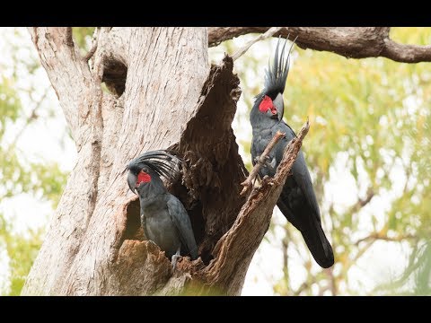 Youtube: Palm cockatoos beat drum like Ringo Starr