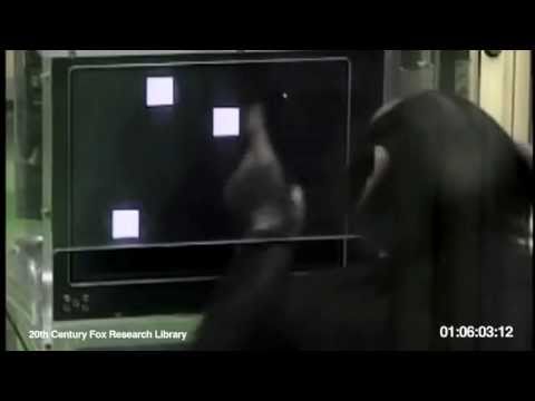 Youtube: Affe schlägt Mensch: Intelligenztests