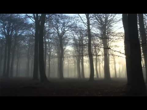 Youtube: Vizar - Mystical Forest