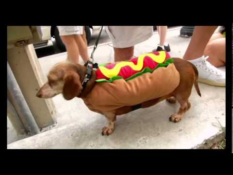 Youtube: cachorro quente / Hot dog / wurst / kiełbasa / колбаса