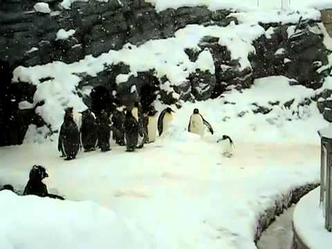 Youtube: Heavy Metal Penguin (BEST VERSION)