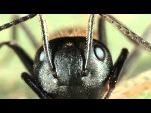 Youtube: ScienceCast: Zombie Ants