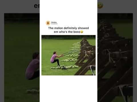 Youtube: Wer ist denn nun der größte Hund?! #shorts #lustig