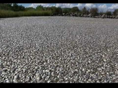 Youtube: 100,000s: UNBELIEVABLE FISHKILL in Lousiana -- ALL TYPES, EVEN MAMMALS