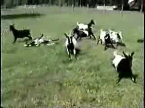 Youtube: Funny fainting goats