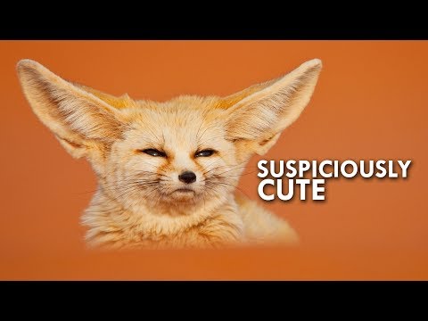 Youtube: Is the Fennec Fox really a fox?