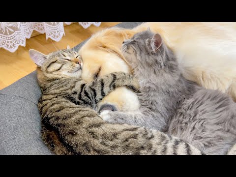 Youtube: Kittens Refuse to Sleep Without Their Beloved Golden Retriever
