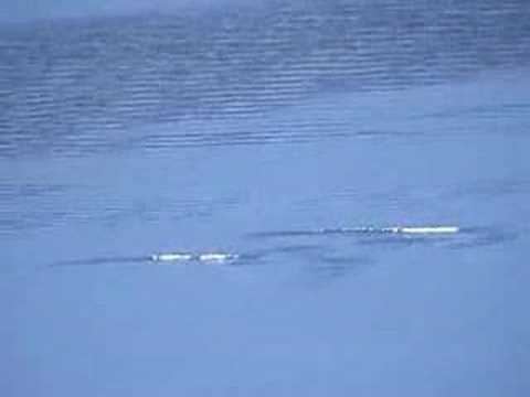 Youtube: Ogopogo sightings