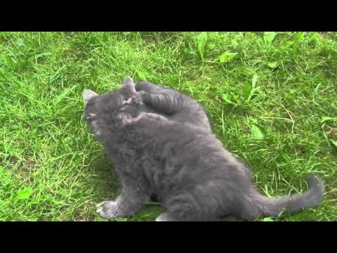 Youtube: Cute Funny Baby Cat Fight