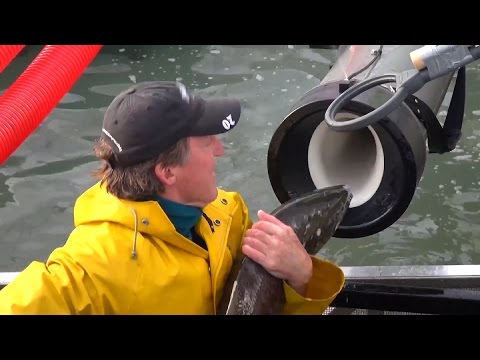 Youtube: Whooshh Innovations' "Salmon Cannon" Gives Fish A Boost Over Dams
