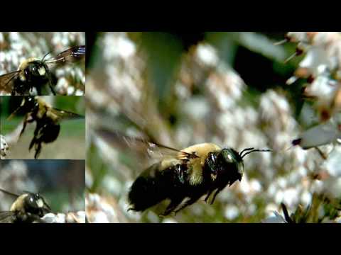Youtube: Slow motion Bee in flight  (UltraSlo HD)