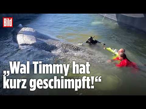 Youtube: WAL TIMMY: Deswegen hat der Buckelwal kurz geschimpft! Freilassung in der Nordsee
