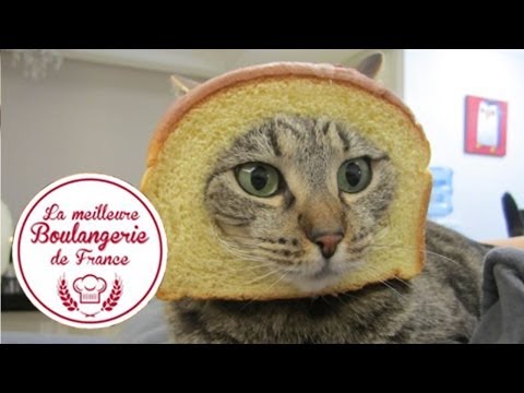 Youtube: Headshot d'un chat dans "La meilleure boulangerie de France" (M6)