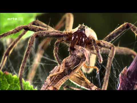 Youtube: Super Spider (deutsch)