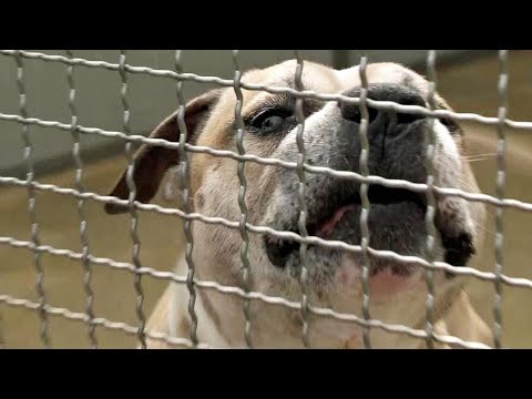 Youtube: Tödliche Kampfhund-Attacke: War "Chico" eine tickende Zeitbombe? | SPIEGEL TV