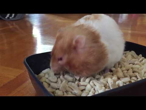 Youtube: Dicker Hamster frisst immer mehr 🐹🐹