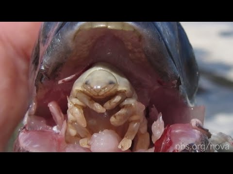 Youtube: The Tongue-Eating Parasite