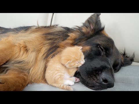 Youtube: Rescued Kitten Refuse To Sleep Without Her German Shepherd