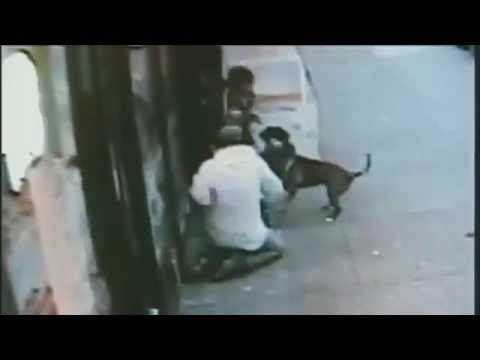 Youtube: CCTV - 2 Pit Bulls viciously attack 62 year old woman on the street