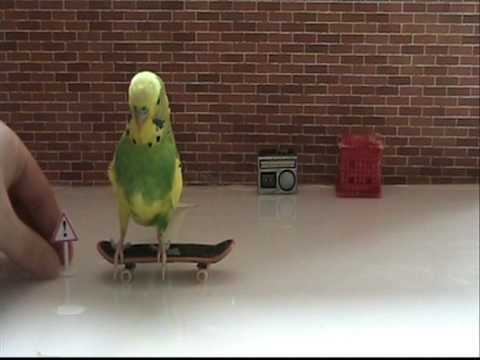 Youtube: Trieste Visier's 5 step beginers course -how to train your budgies to skateboard