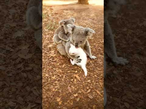 Youtube: "Cutest Moment Ever! 🐨🤗🐱"#animalscute#koalalove#animallovers
