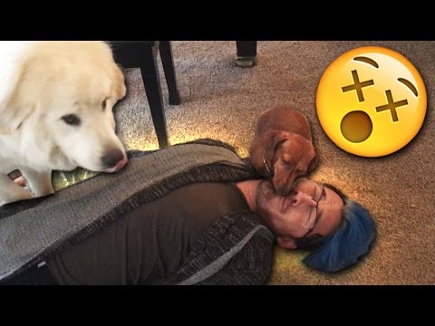 Youtube: Playing Dead with PUPPIES!!