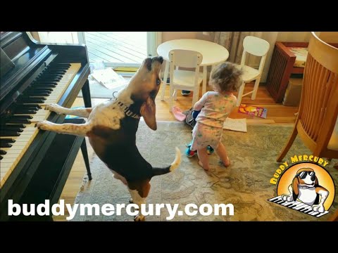 Youtube: THE MOST AMAZING AND HYSTERICAL VIDEO ON THE INTERNET!!!! Feat. Buddy Mercury Dog and Lil Sis!