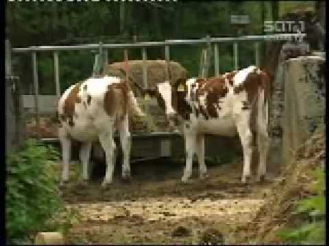 Youtube: Abrisskommando Westwall - Spiegel TV - 1v4 - destruction of Siegfriedline 2003