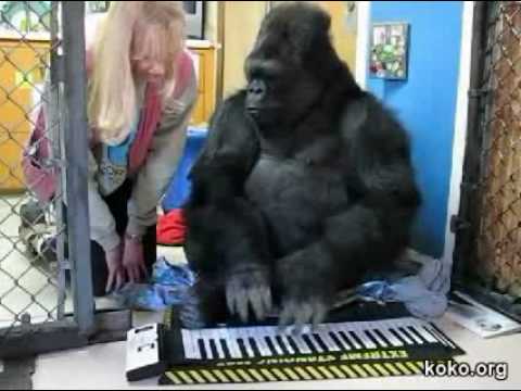 Youtube: Koko plays an electronic keyboard
