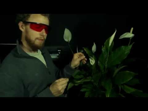 Youtube: Chlorophyllfluoreszenz: Das Leuchten der Pflanzen