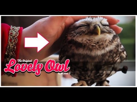 Youtube: Lovely Owl