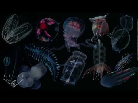 Youtube: There's no such thing as a jellyfish