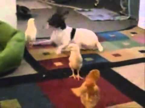 Youtube: hunde freundschaft mit küken