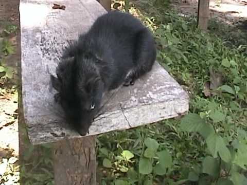 Youtube: Laotian rock rat