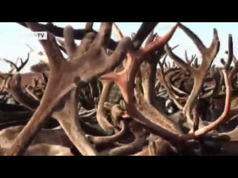 Youtube: Klimawandel: Permafrostboden taut auf | Global 3000