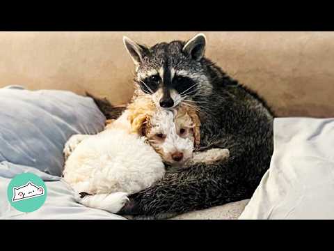 Youtube: Racoon Needed A Play Buddy, So Family Got Him A Pup | Cuddle Buddies