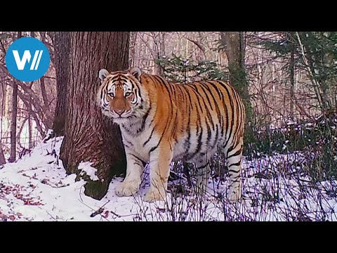 Youtube: Sibirien - Im Reich des Amur-Tigers (360° - GEO Reportage)