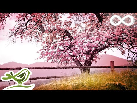 Youtube: Relaxing Piano Music: Romantic Music, Beautiful Relaxing Music, Sleep Music, Stress Relief ★122