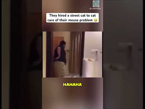 Youtube: Die Katze kennt ihre Aufgabe 👌 #shorts #cat #catlovers